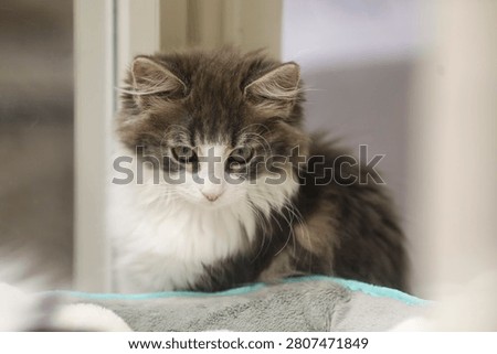A close-up, eye-level shot capturing a small, fluffy domestic longhair kitten sitting quietly. The kitten features a bi-color coat with long grey or tabby fur on its back and head, a stark white chest, muzzle, and blaze between its eyes, and soft green eyes looking forward with a calm expression. It is nestled on a soft, grey plush pet bed with a light blue trim, set against a bright, softly blurred background that suggests an indoor home setting or a pet shop display window.