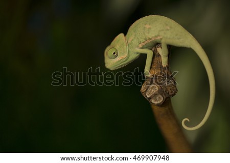 Closeup of the eyes of  baby green chameleon, focus on eye