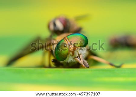 Similar – Foto Bild Schmeißfliegen Tier Fliege