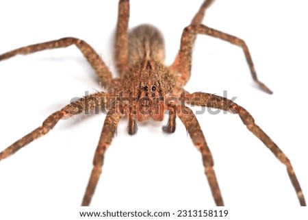 Closeup of the eyes of a juvenile specimen of the infamous Brazilian wandering or banana spider Phoneutria nigriventer, a medically important spider photographed on white background.