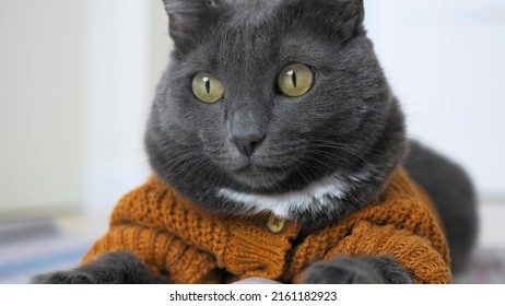 Close-up Face Of A Beautiful Gray Cat With Yellow Eyes. The Cat Is Dressed In An Animal Costume In The Form Of A Beautiful Knitted Cardigan With Buttons. The Cat Is A Valuable Member Of The Family.