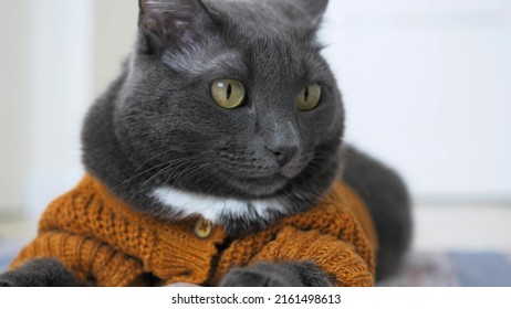 Close-up Face Of A Beautiful Gray Cat With Yellow Eyes. The Cat Is Dressed In An Animal Costume In The Form Of A Beautiful Knitted Cardigan With Buttons. The Cat Is A Valuable Member Of The Family.