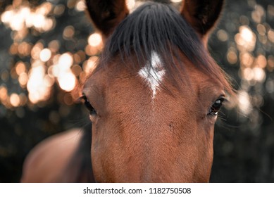 Close-up With The Face Of A Brown Horse With Black Hair And A White Spot On Its Forehead, Looking Straight At The Camera, Selective Focus Image.