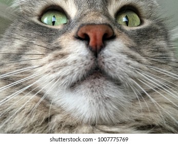 closeup face of a cat