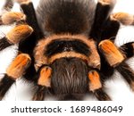 Close-up of the "face" of a colourful subadult female Mexican orangeknee tarantula (Brachypelma hamorii). Isolated. This species is endemic to Mexico