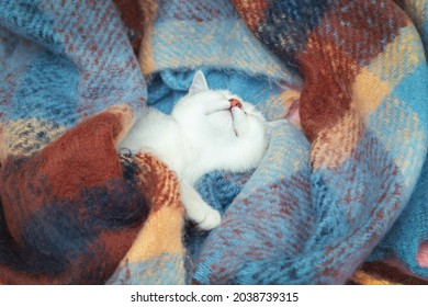 Close-up of  face cute British chinchilla cat. The kitten sleeps wrapped in a warm colored blanket. Winter, cold.