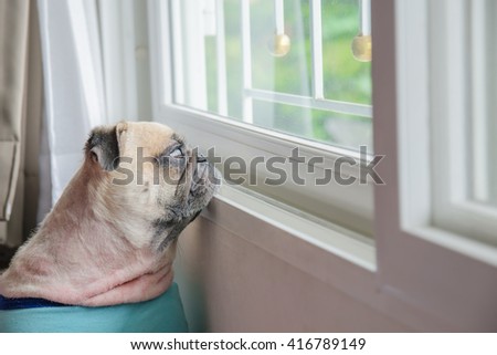Close-up Face of Cute lonely Pug Puppy Dog Looking Out a Window alone like forsake waiting owner.
