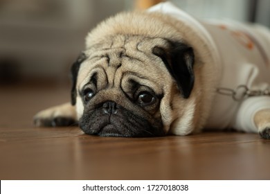 sad faced dog