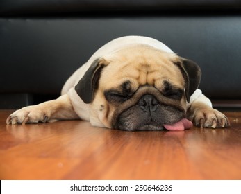 Close-up Face Of Cute Pug Puppy Dog Sleeping By Chin And Tongue Lay Down On Laminate Floor