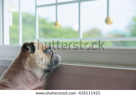 Close-up face of cute pug puppy dog looking out a window alone like forsake waiting owner.