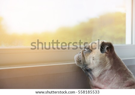 Close-up Face of Cute Pug Puppy Dog Looking Out a Window, alone like forsake and waiting owner with copy space for label text