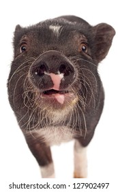 Closeup of the face of a four month old baby black pig