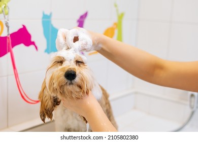 Close-up face of funny curly Labradoodle dog, female groomer washing with shampoo in bathtub at grooming salon. Unrecognizable woman owner carefully washes pet fur at home. - Powered by Shutterstock