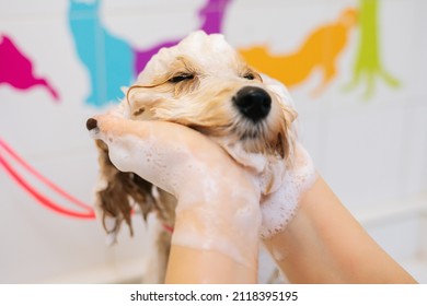 Close-up Face Of Funny Curly Labradoodle Dog, Female Groomer Washing Head With Shampoo In Bathtub At Grooming Salon. Unrecognizable Woman Owner Carefully Washes Pet Fur In Bath At Home.