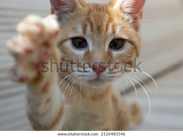 Closeup of the\
face of a ginger kitten. Kitten has one paw outstretched to the\
camera. Kitten is partially\
sighted.