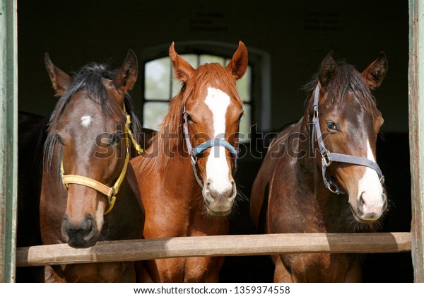 Closeup face of horses in stable.The horse is\
looking out from behind green wooden fence of the barn at rural\
animal farm summertime