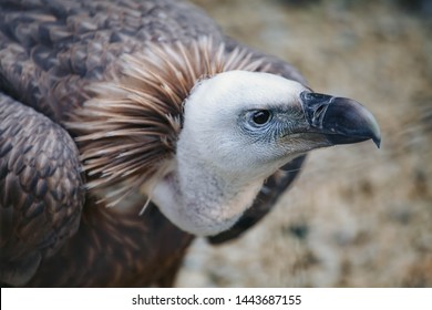 Closeup Face Looks Vulture Bird Prey Stock Photo (Edit Now) 1443687155