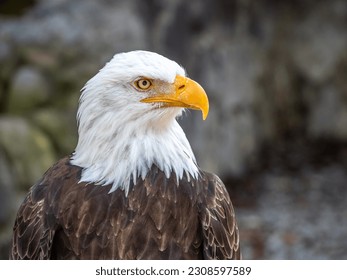 Close-up of the face of a majestic American bald eagle, the symbol of American patriotism.
