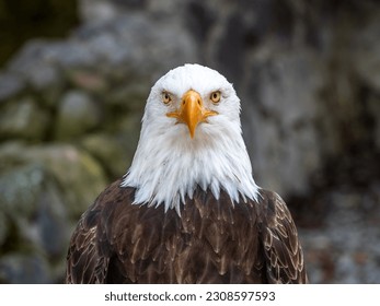 Close-up of the face of a majestic American bald eagle, the symbol of American patriotism.