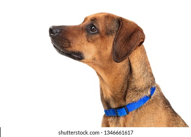 犬 横顔 の画像 写真素材 ベクター画像 Shutterstock