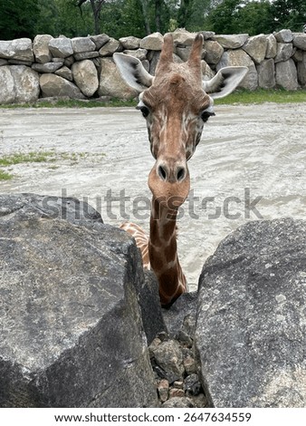 A close-up of a giraffe’s face peeking between large rocks at a wildlife park, with a natural background of stones and trees.