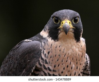 A close-up of the face of a Peregrine Falcon (Falco peregrinus) staring at the camera.  These birds are the fastest animals in the world.  - Powered by Shutterstock