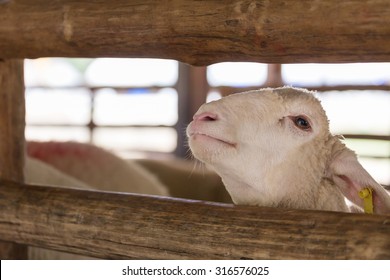 Closeup Face Of Sheep In Farm