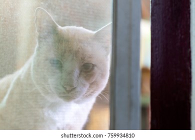 Cat In The Open Doors Images Stock Photos Vectors Shutterstock