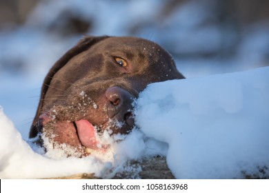 Closeup Of A Face And Tongue Of A Nice Chocolate Labrador Dog Licking The Snow.