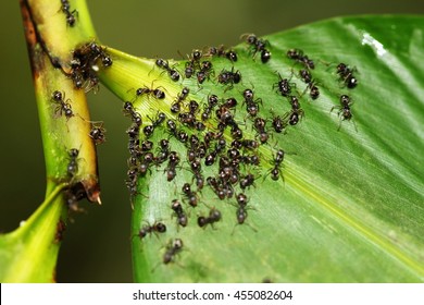 Closeup face view of  background of ants