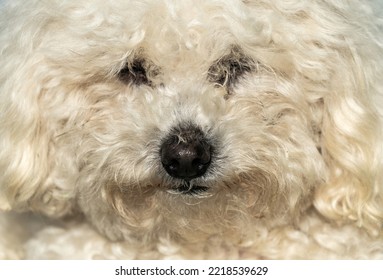 Close-up Face Of A White Poodle Dog