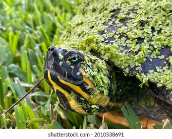 Closeup Face Of A Yellow Bellied Slider Turtle