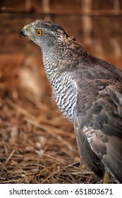 Close-up of a  falcon