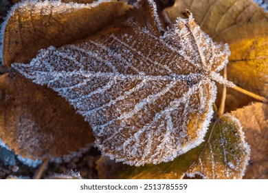 Closeup of fall leaf covered in light frost. Transition from fall to winter. Details. - Powered by Shutterstock