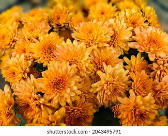 Close-up Of Fall Yellow And Orange Mums