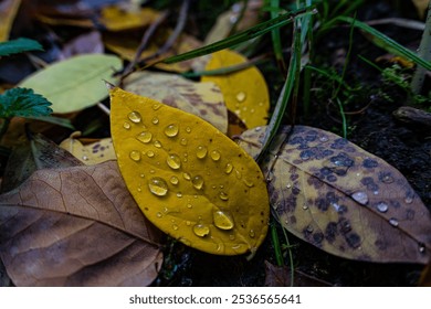 Close-up of fallen autumn leaves with water droplets, showcasing the rich textures and vibrant colors of the season. - Powered by Shutterstock