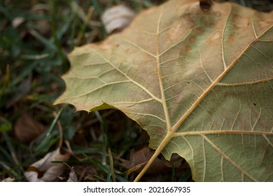 Close-up of Fallen Leaf on Ground