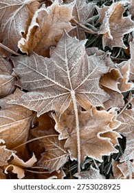 Close-up of a fallen maple leaf covered with delicate frost crystals during early winter. The frozen texture highlights the intricate veins of the leaf, creating a detailed natural pattern. Concept of seasonal change, cold weather, and nature in winter.