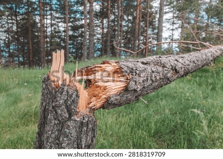 Close-up of a fallen pine snapped at the base, revealing raw splintered heartwood, lying across a green forest clearing.