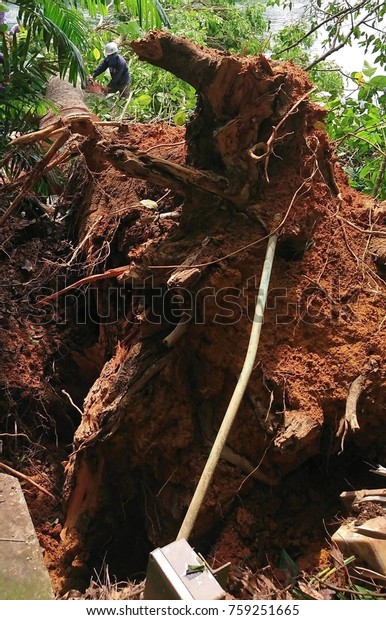 Closeup of a fallen tree\
root plate caused by bad weather and termite damaged. A worker is\
cutting the trunk using a chainsaw. A white electrical cable is\
lifted. 
