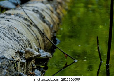 Close-up of a fallen tree trunk lying across a calm forest stream, covered with moss and bracket fungi. The rough bark texture contrasts with the smooth green reflections on the water surface, creating a tranquil composition that highlights natural decay and the quiet beauty of woodland ecosystems.