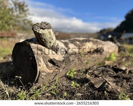 Close-up of a fallen tree trunk on grassy ground with blurred natural background under bright daylight.