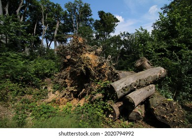 A Closeup Of Fallen Tree Trunks In The Woody Terrain