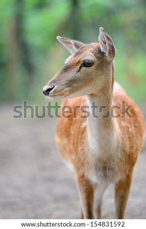 Similar – Image, Stock Photo fawn Nature Grass Meadow