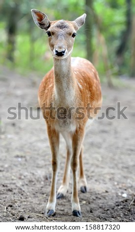 Image, Stock Photo fawn Nature Grass Meadow