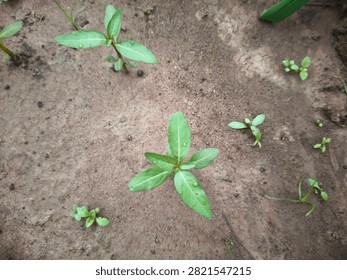 Close-up of False Daisy (Eclipta prostrata), a common broadleaf weed growing in moist agricultural soil. Ideal for weed identification and crop management.
