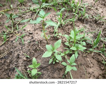 Close-up of False Daisy (Eclipta prostrata), a common broadleaf weed growing in moist agricultural soil. Ideal for weed identification and crop management.