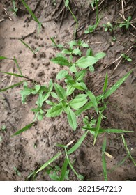 Close-up of False Daisy (Eclipta prostrata), a common broadleaf weed growing in moist agricultural soil. Ideal for weed identification and crop management.