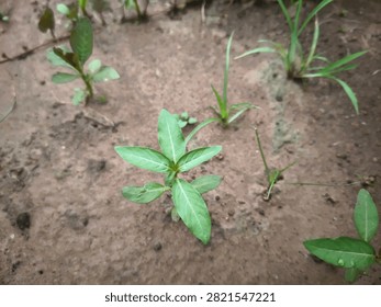 Close-up of False Daisy (Eclipta prostrata), a common broadleaf weed growing in moist agricultural soil. Ideal for weed identification and crop management.