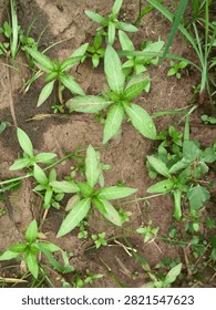 Close-up of False Daisy (Eclipta prostrata), a common broadleaf weed growing in moist agricultural soil. Ideal for weed identification and crop management.